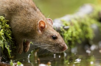 Bruine Rat (Brown Rat)