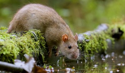 Bruine Rat (Brown Rat)