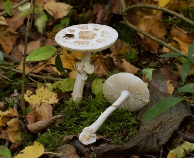 Gele knolamaniet (Amanita citrina)