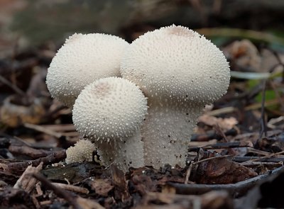 Parelstuifzwam (Lycoperdon perlatum)