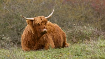 Schotse Hooglander (Highland Cattle)