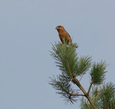 Grote Kruisbek (Parrot Crossbill)