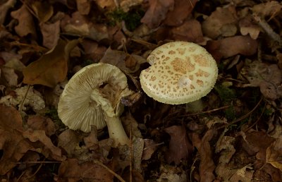 Gele knolamaniet (Amanita citrina)