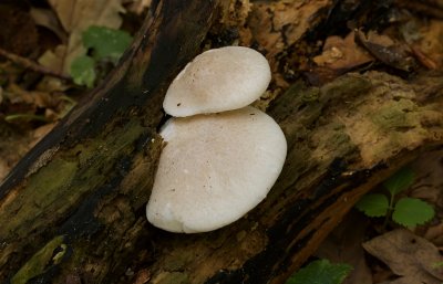 Bleke Oesterzwam (Pleurotus pulmonarius)