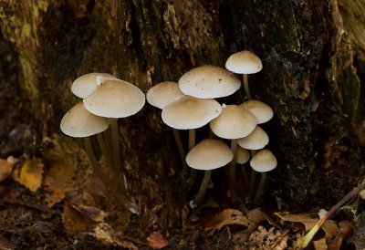 Bundelmycena (Mycena arcangeliana)