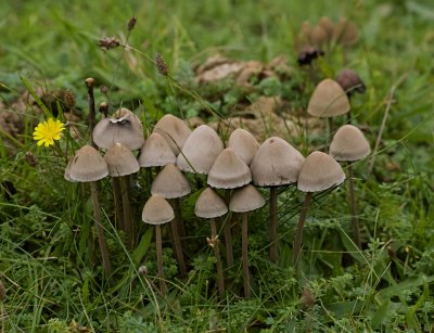 Bundelmycena (Mycena arcangeliana)