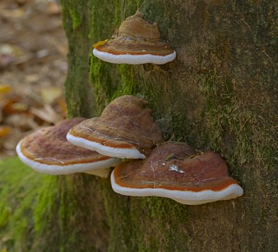 Echte Tonderzwam (Fomes fomentarius)