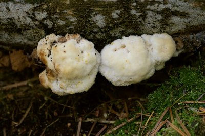 Boompuist (Oligoporus ptychogaster)