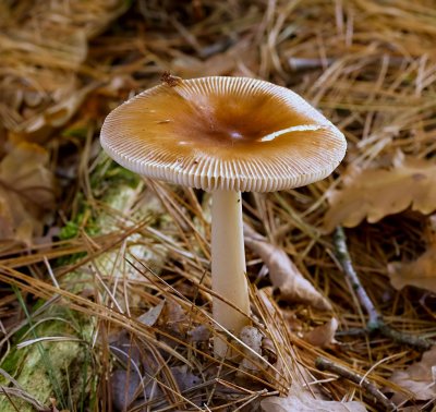 Roodbruine slanke amaniet (Amanita fulva)