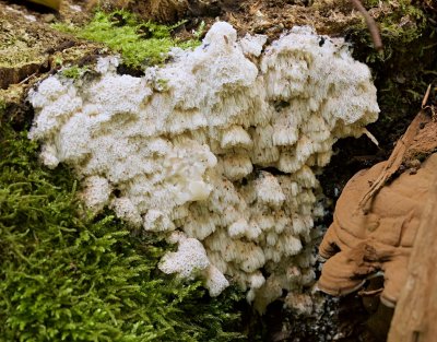 Witte Strookzwam (Antrodia albida)