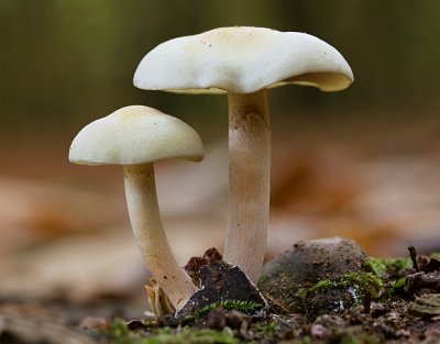 Gewone Zwavelkop (Hypholoma fasciculare, synoniem: Psilocybe fascicularis)