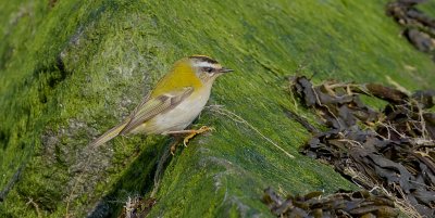 Vuurgoudhaan (Common Firecrest)