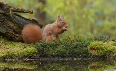 Eekhoorn (Red Squirrel)