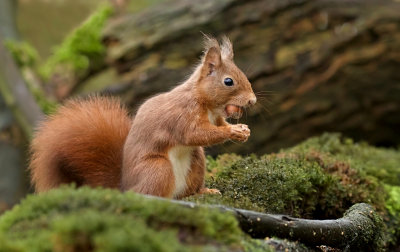 Eekhoorn (Red Squirrel)