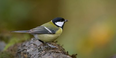 Koolmees (Great Tit)