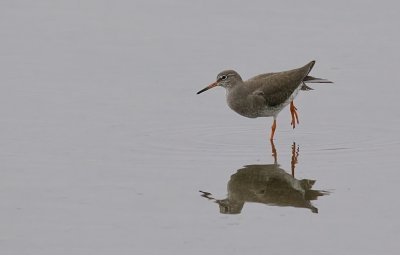 Tureluur (Common Redshank)