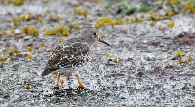 Paarse Strandloper (Purple Sandpiper)