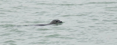 Gewone Zeehond (Harbour Seal)