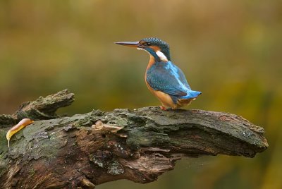 IJsvogel (Common Kingfisher)