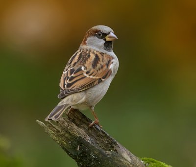 Huismus (House Sparrow)