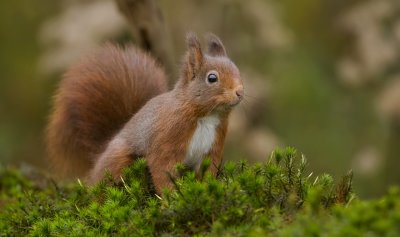 Eekhoorn (Red Squirrel)