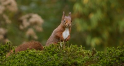 Eekhoorn (Red Squirrel)