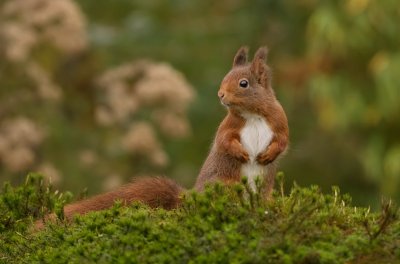 Eekhoorn (Red Squirrel)