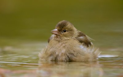 Vink (Common Chaffinch)