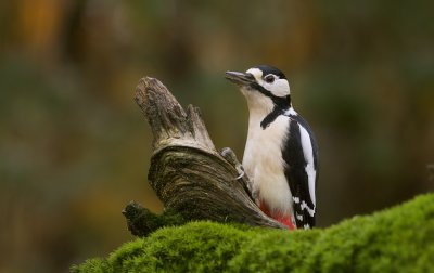 Grote Bonte Specht (Great Spotted Woodpecker)