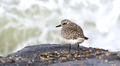 Zilverplevier (Grey Plover)