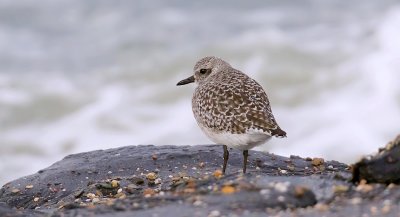 Zilverplevier (Grey Plover)