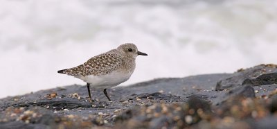 Zilverplevier (Grey Plover)