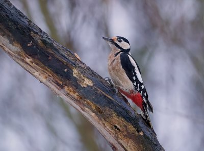 Grote Bonte Specht (Great Spotted Woodpecker)