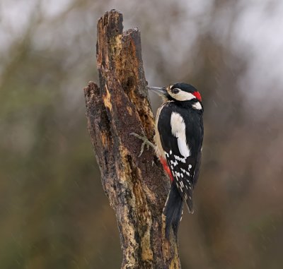 Grote Bonte Specht (Great Spotted Woodpecker)