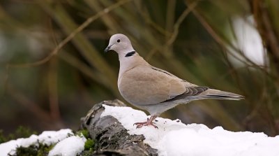 Turkse Tortel (Collared Dove)