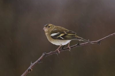 Vink (Common Chaffinch)