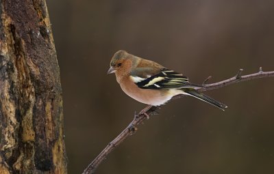 Vink (Common Chaffinch)