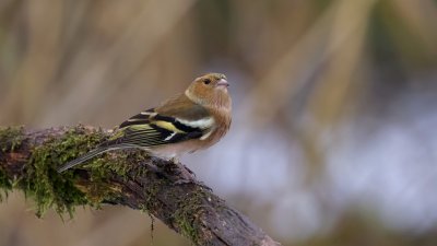 Vink (Common Chaffinch)