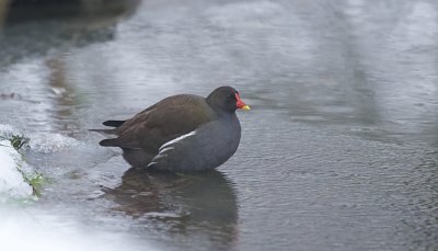 Waterhoen (Common Moorhen)