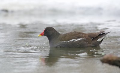 Waterhoen (Common Moorhen)