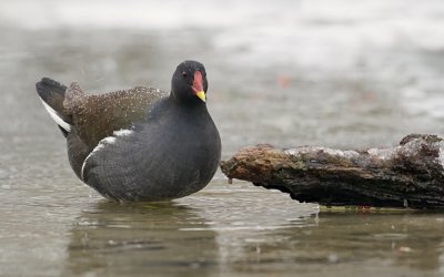 Waterhoen (Common Moorhen)