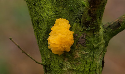 Gele trilzwam (Tremella mesenterica)