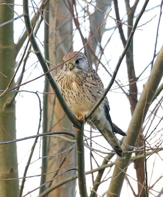 Torenvalk (Common Kestrel)