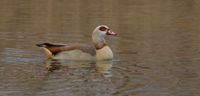 Nijlgans (Egyptian Goose)