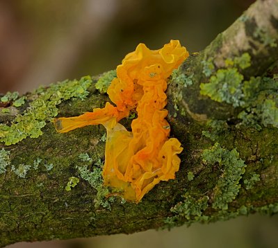 Gele trilzwam (Tremella mesenterica)