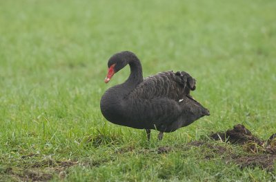 Zwarte Zwaan (Black Swan)