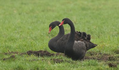 Zwarte Zwaan (Black Swan)