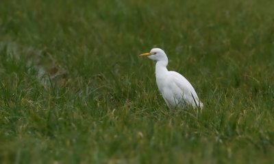 Koereiger (Western Cattle Egret)