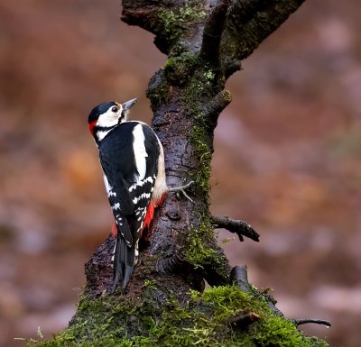 Grote Bonte Specht (Great Spotted Woodpecker)