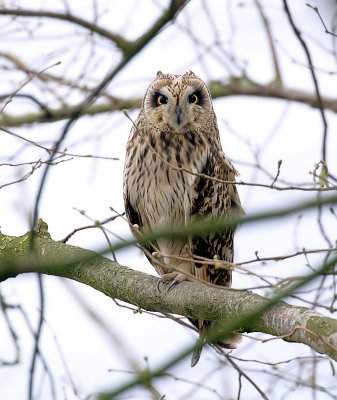 Velduil (Short-eared Owl)